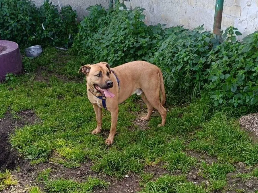 Adotta un cane, taglia gigante, maschio, Caserta