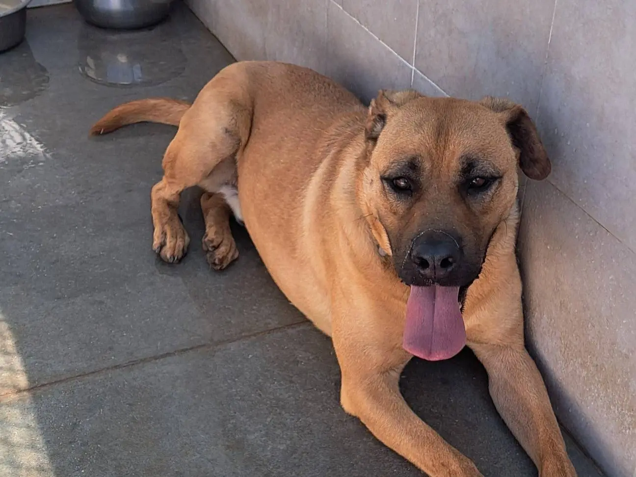 Adotta il cane ENZO a Caserta