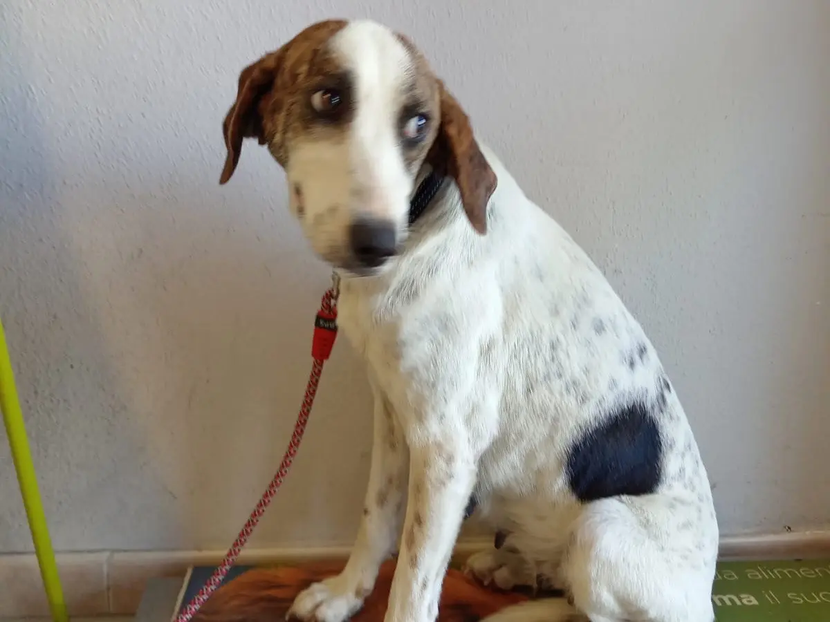 Adotta un cane, taglia media, femmina, Sassari