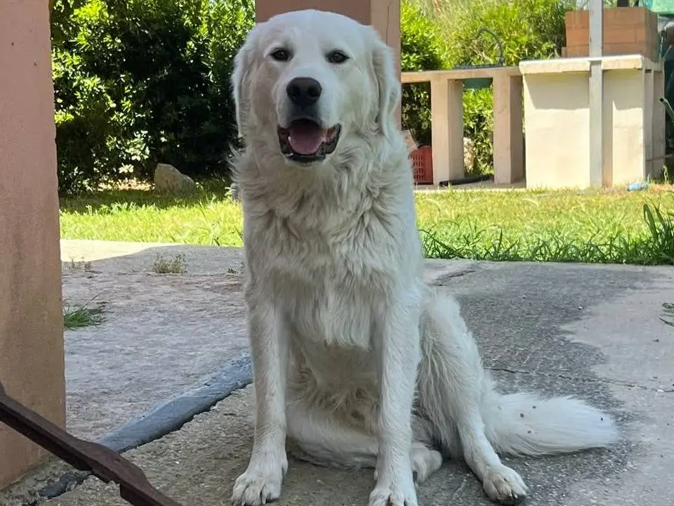 Foto 1 dell'animale