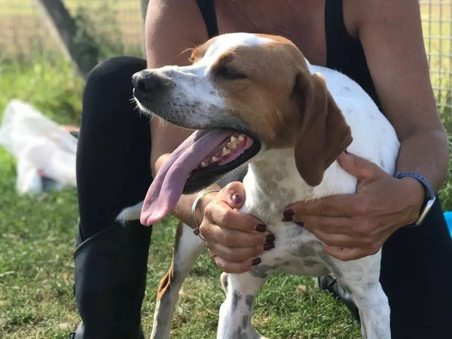 Adotta il cane PUCK a Latina