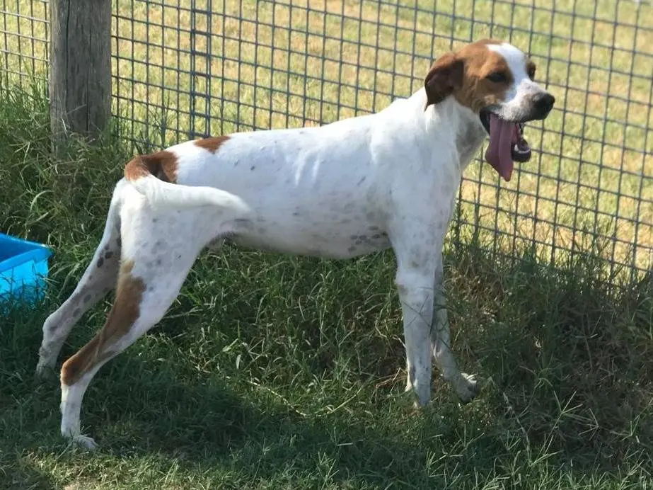 Adotta un cane, taglia media contenuta, maschio, Latina