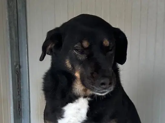 Adotta un cane, maschio, 5 anni e 5 mesi, Latina