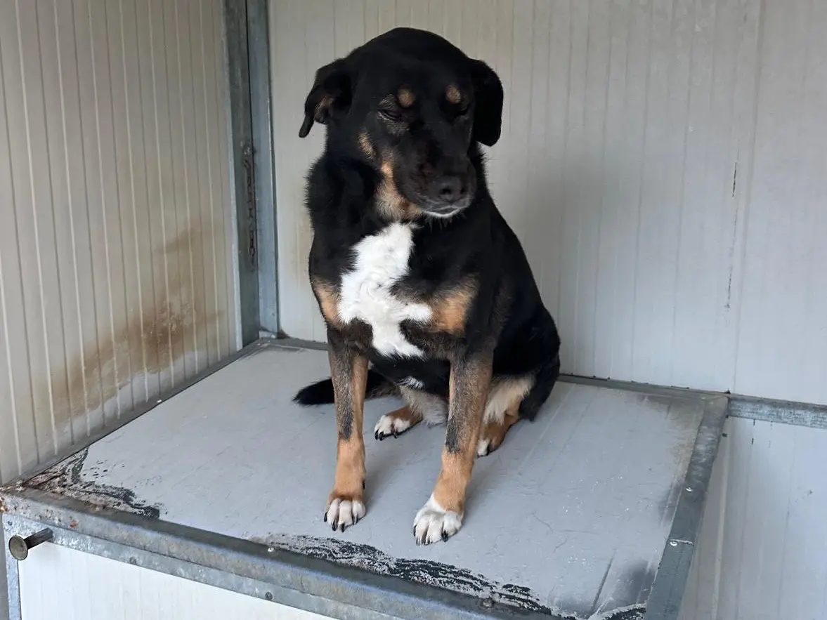 Adozione cane, maschio, Razza sconosciuta Razza sconosciuta, 5 anni e 5 mesi, taglia media contenuta, Latina