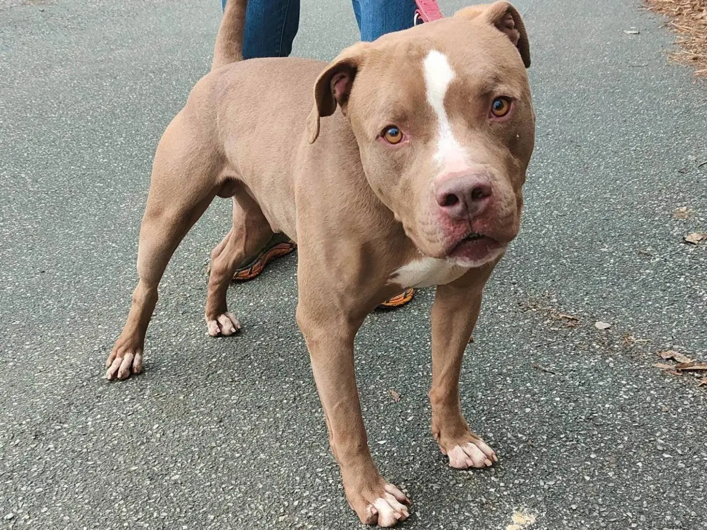 Adotta un cane, maschio, 7 anni e 7 mesi, Genova