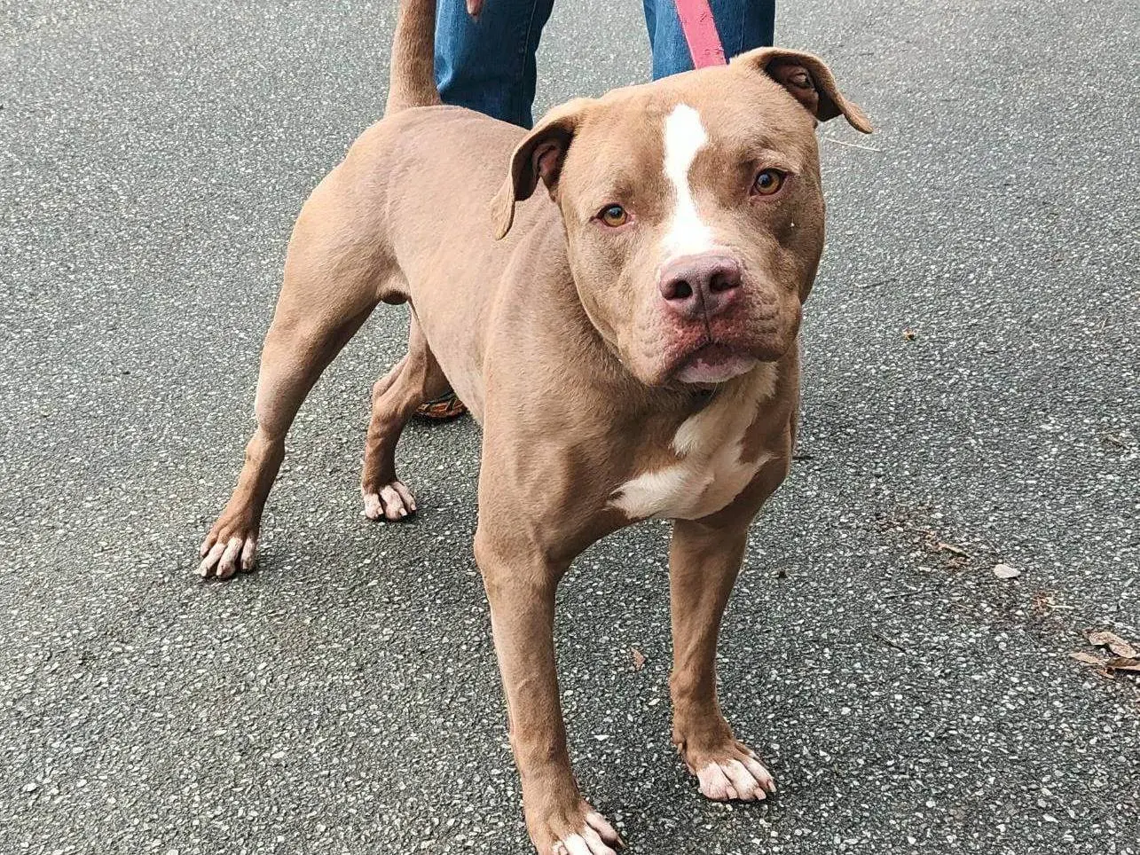 Adozione cane, maschio, Pitbull, 7 anni e 7 mesi, taglia grande, Genova
