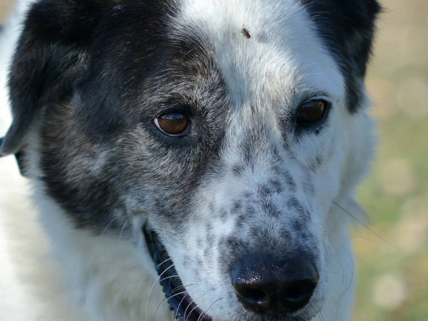 Adotta un cane, maschio, 9 anni e 9 mesi, Roma