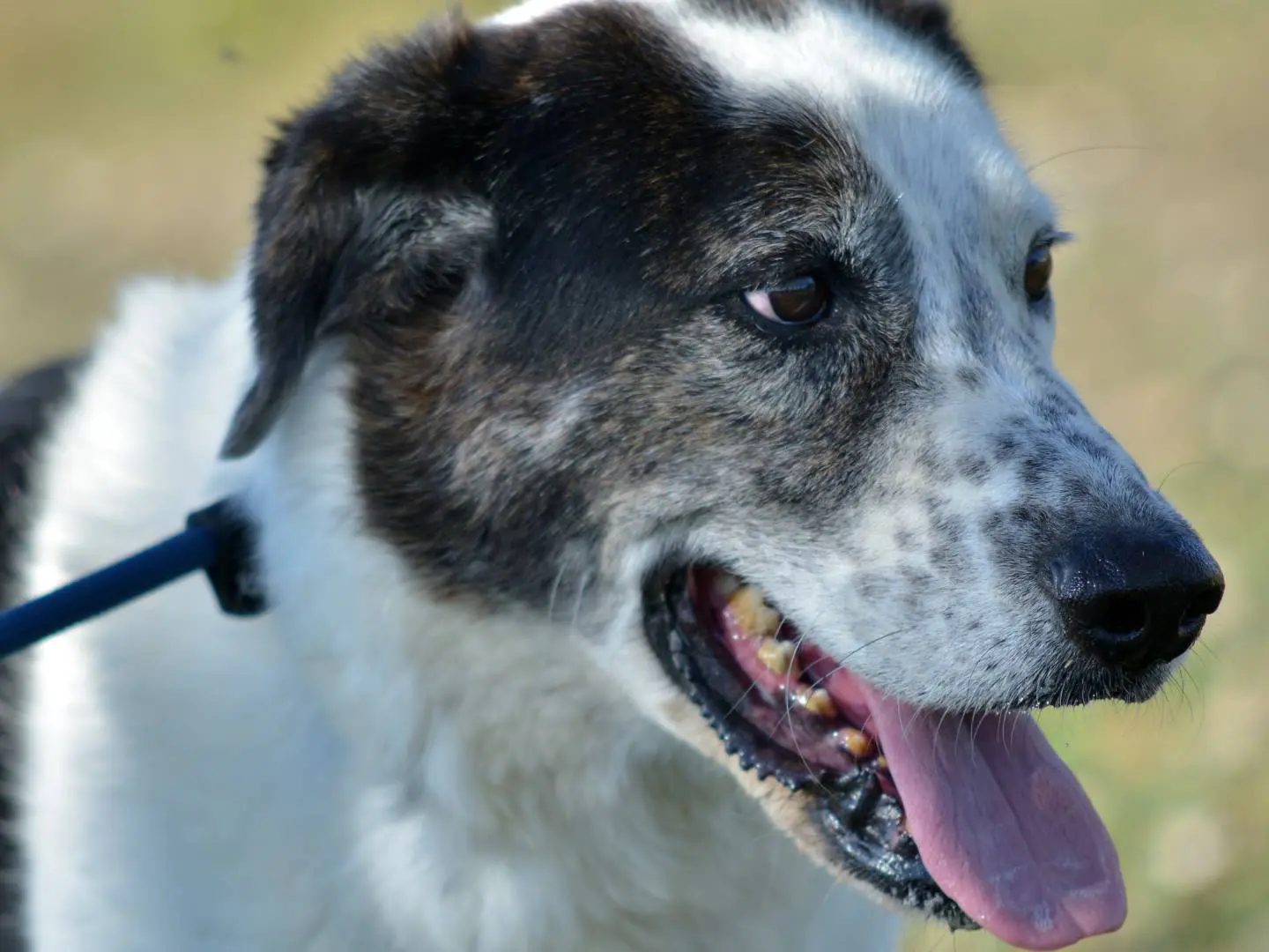 Adotta un cane, taglia grande, maschio, Roma