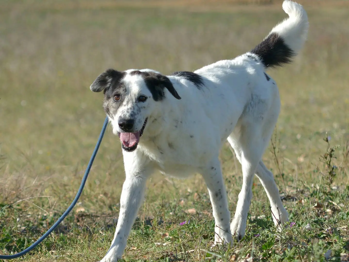 Vuoi adottare un cane a Roma?