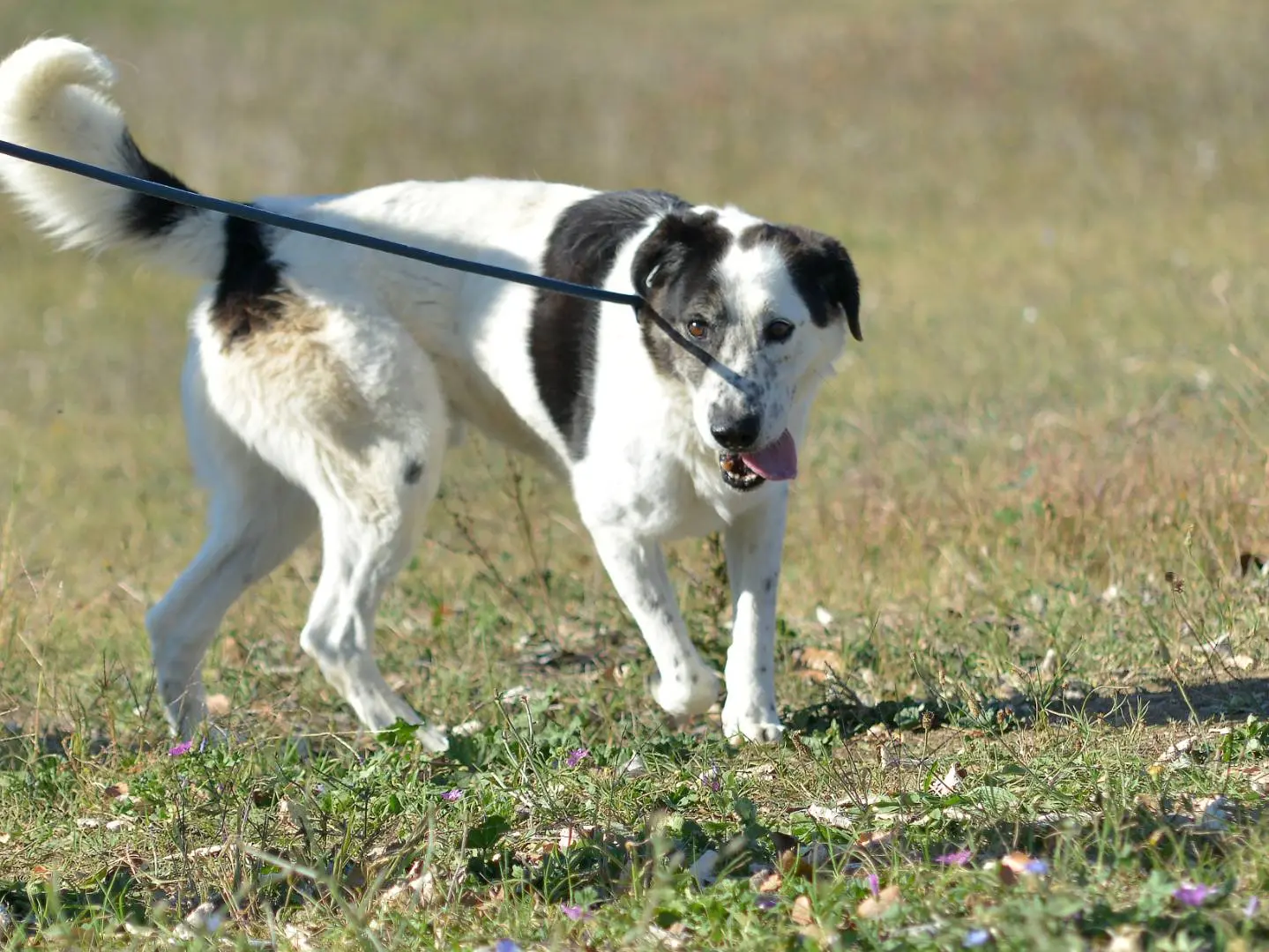 Adozione cane, maschio, Razza sconosciuta Razza sconosciuta, 9 anni e 9 mesi, taglia grande, Roma