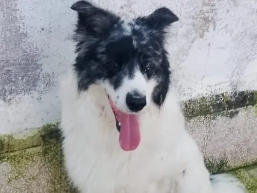 Adozione cane, maschio, Razza sconosciuta Razza sconosciuta, 2 anni e 10 mesi, taglia media, Barletta