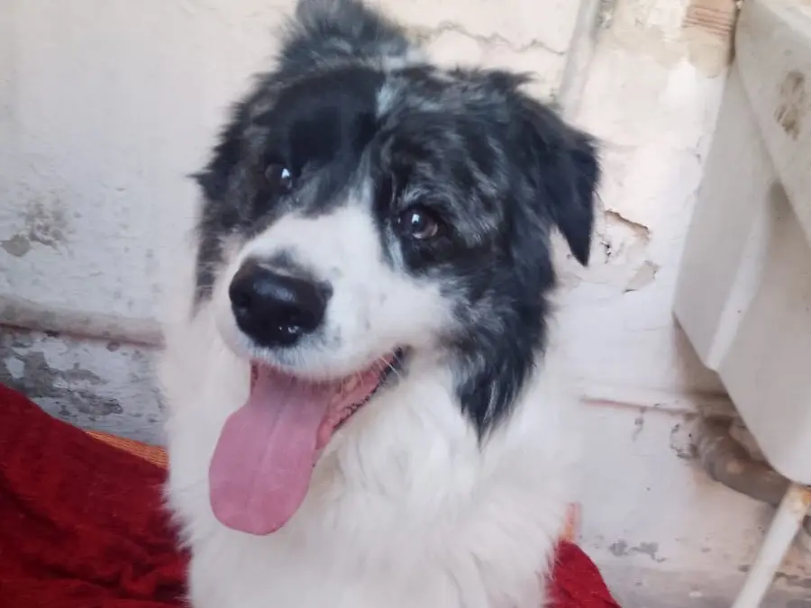 Adotta un cane, taglia media, maschio, Barletta