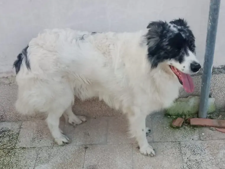 Vuoi adottare un cane a Barletta?
