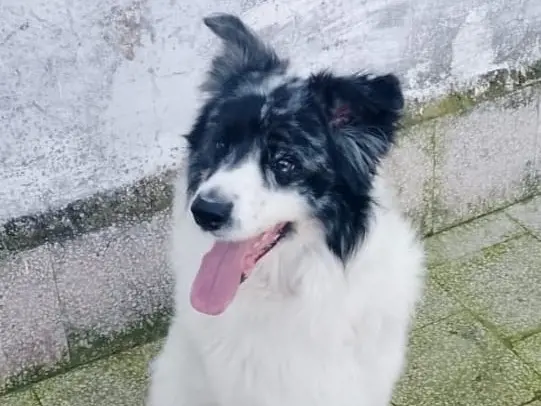 Adotta un cane, maschio, 2 anni e 10 mesi, Barletta