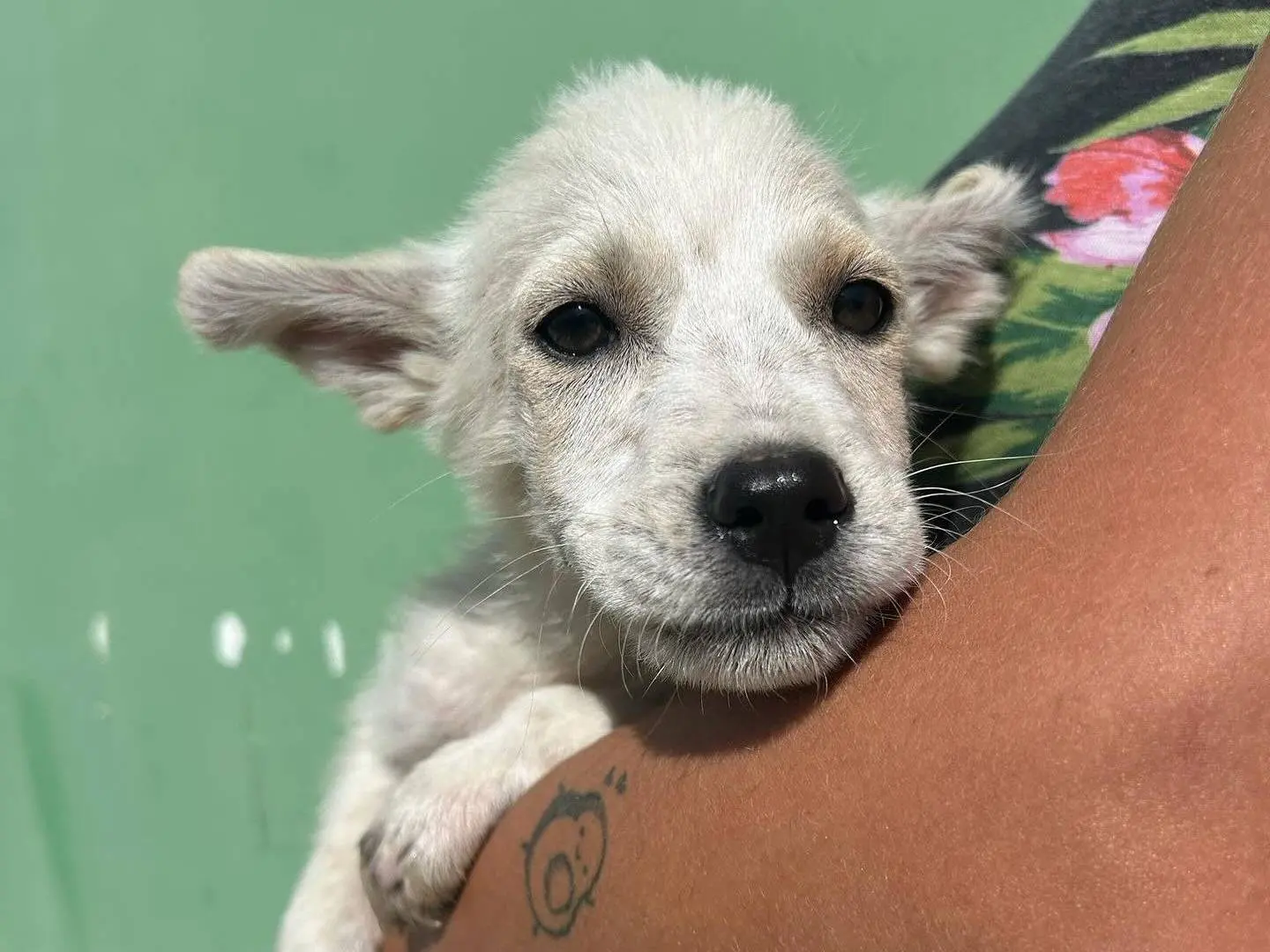Adotta un cane, maschio, 1 anno e 5 mesi, Matera
