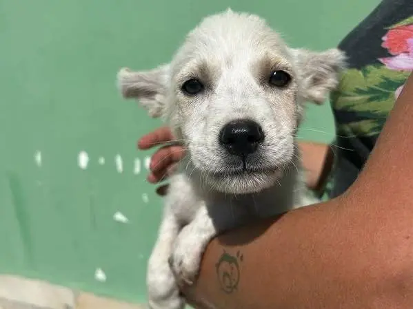 Adozione cane, maschio, Razza sconosciuta Razza sconosciuta, 1 anno e 5 mesi, taglia media, Matera