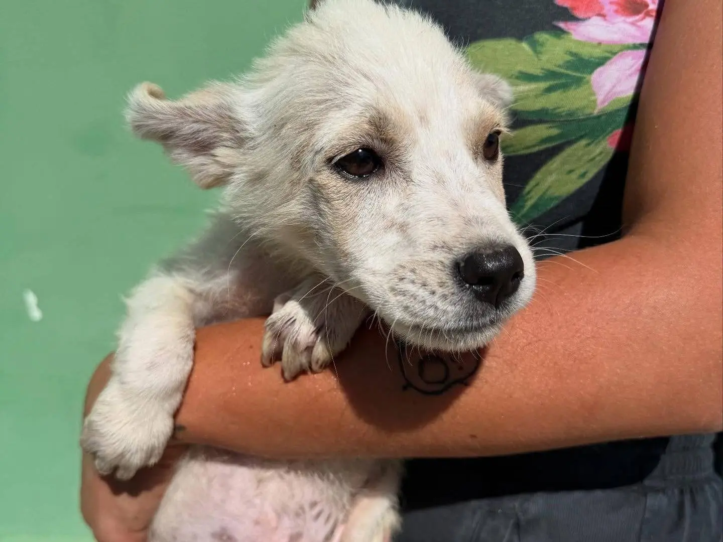 Adotta il cane Olaf a Matera