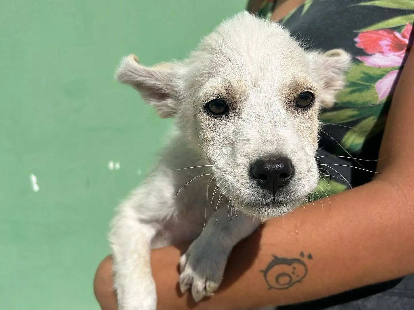 Vuoi adottare un cane a Matera?
