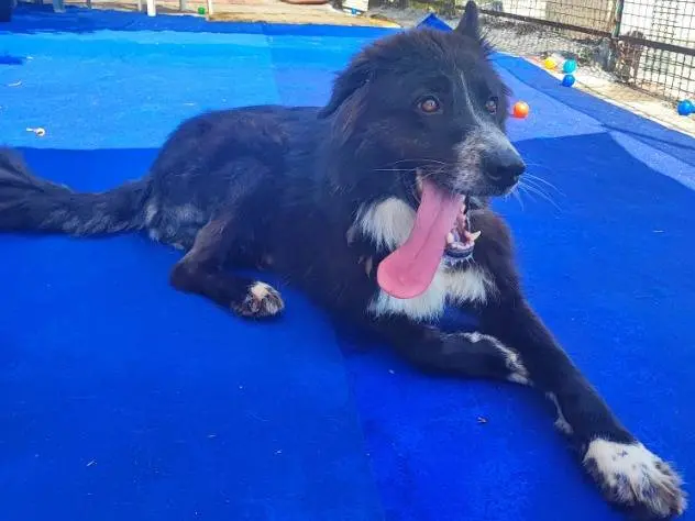 Adozione cane, maschio, Setter Inglese Razza sconosciuta, 3 anni e 11 mesi, taglia media contenuta, Napoli