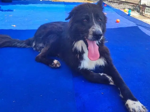 Adotta un cane, maschio, 3 anni e 11 mesi, Napoli