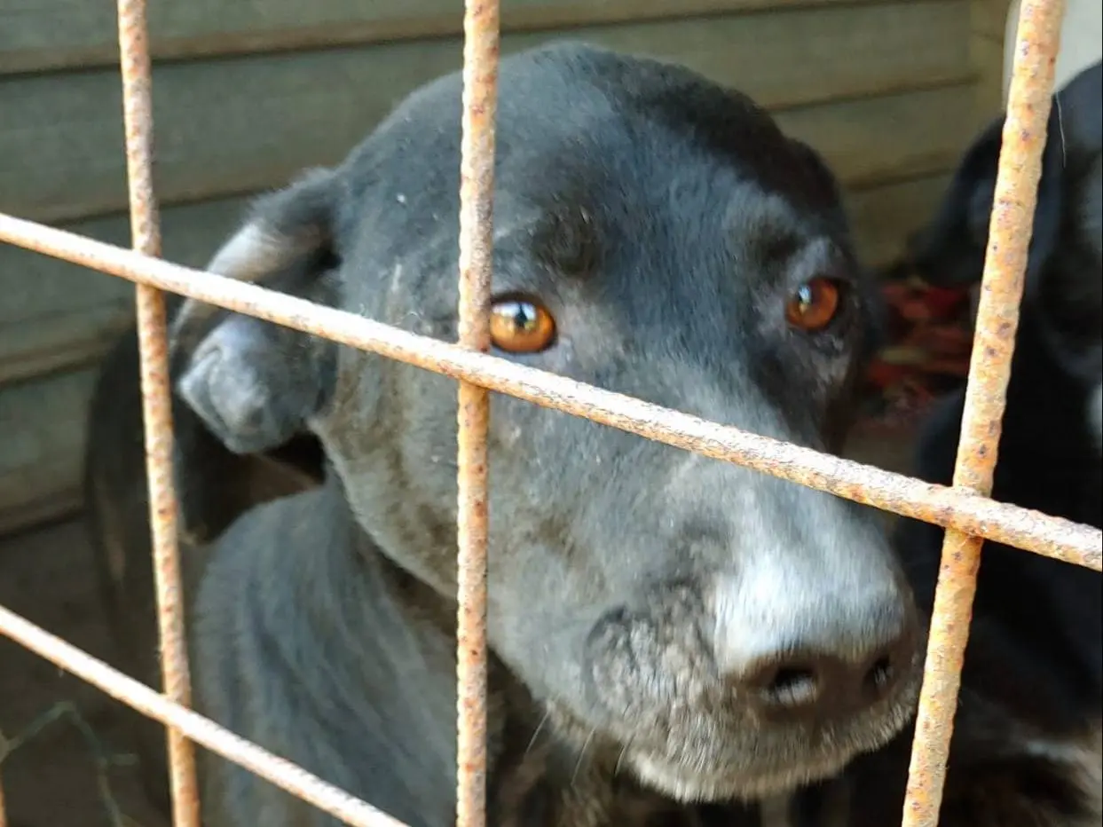 Adotta il cane Michael a Messina