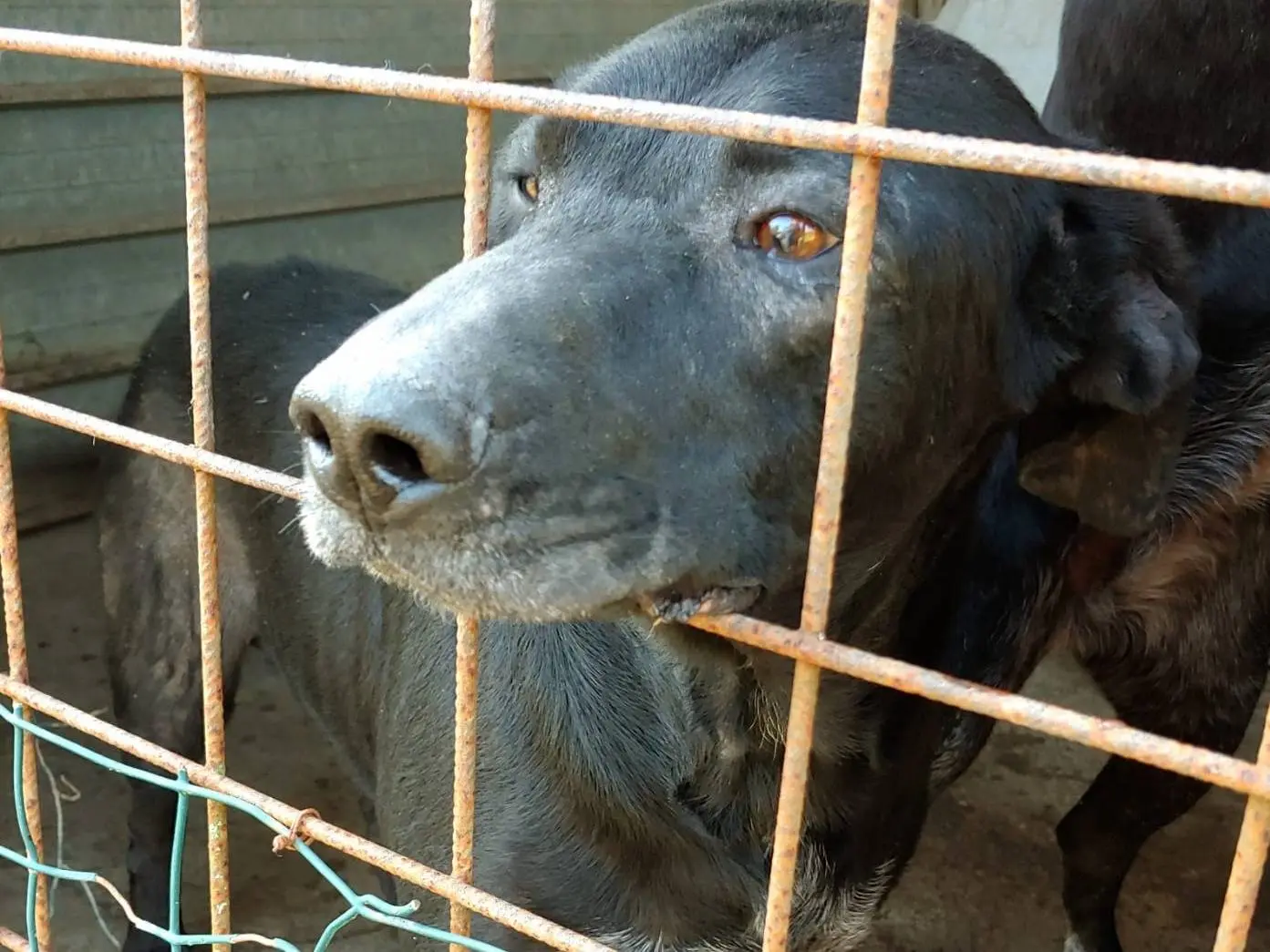 Adotta un cane, taglia media, maschio, Messina