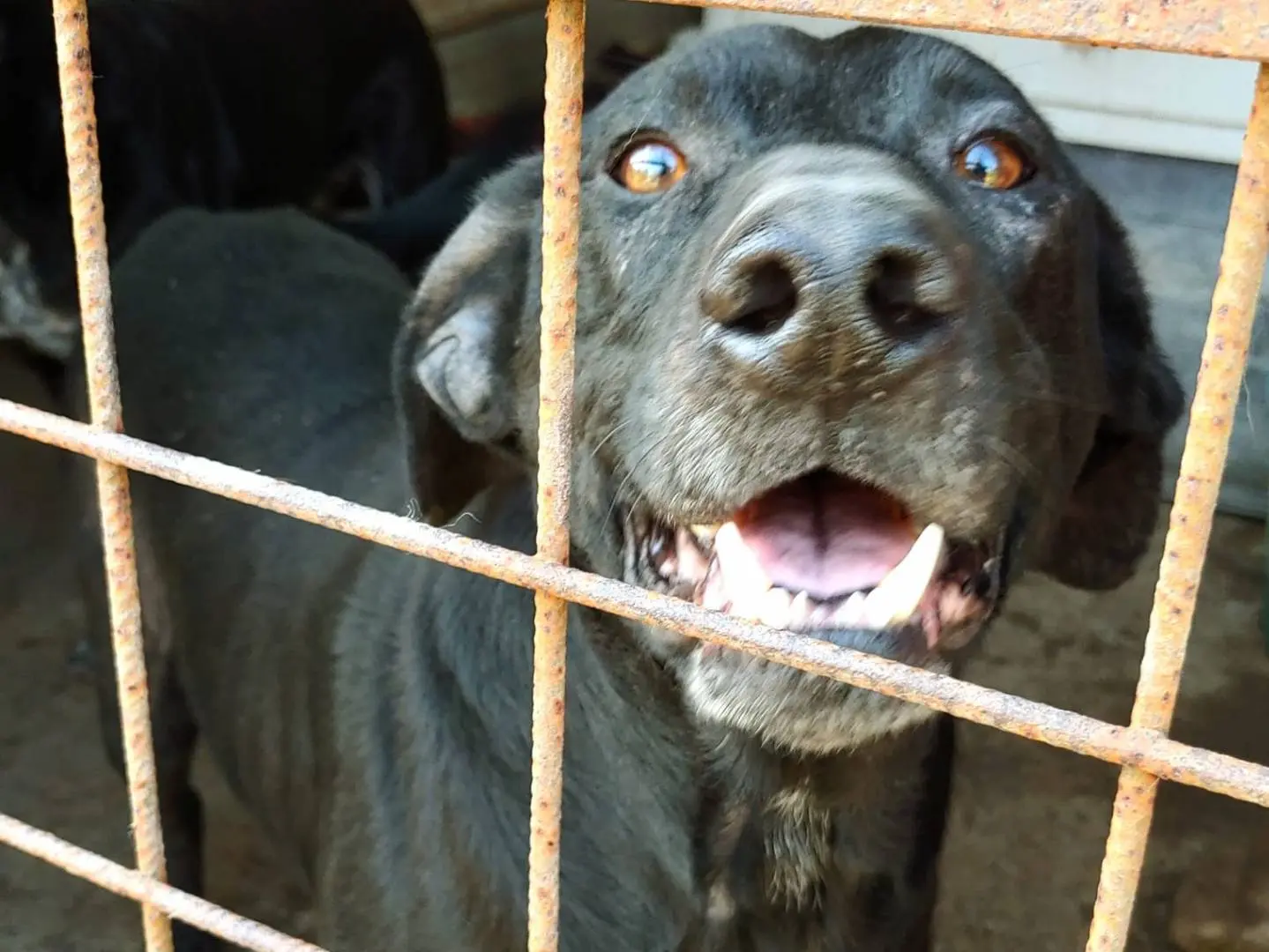 Adotta un cane, maschio, 12 anni e 4 mesi, Messina