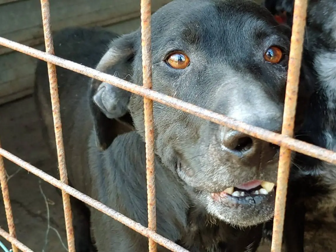 Adozione cane, maschio, meticcio, 12 anni e 4 mesi, taglia media, Messina