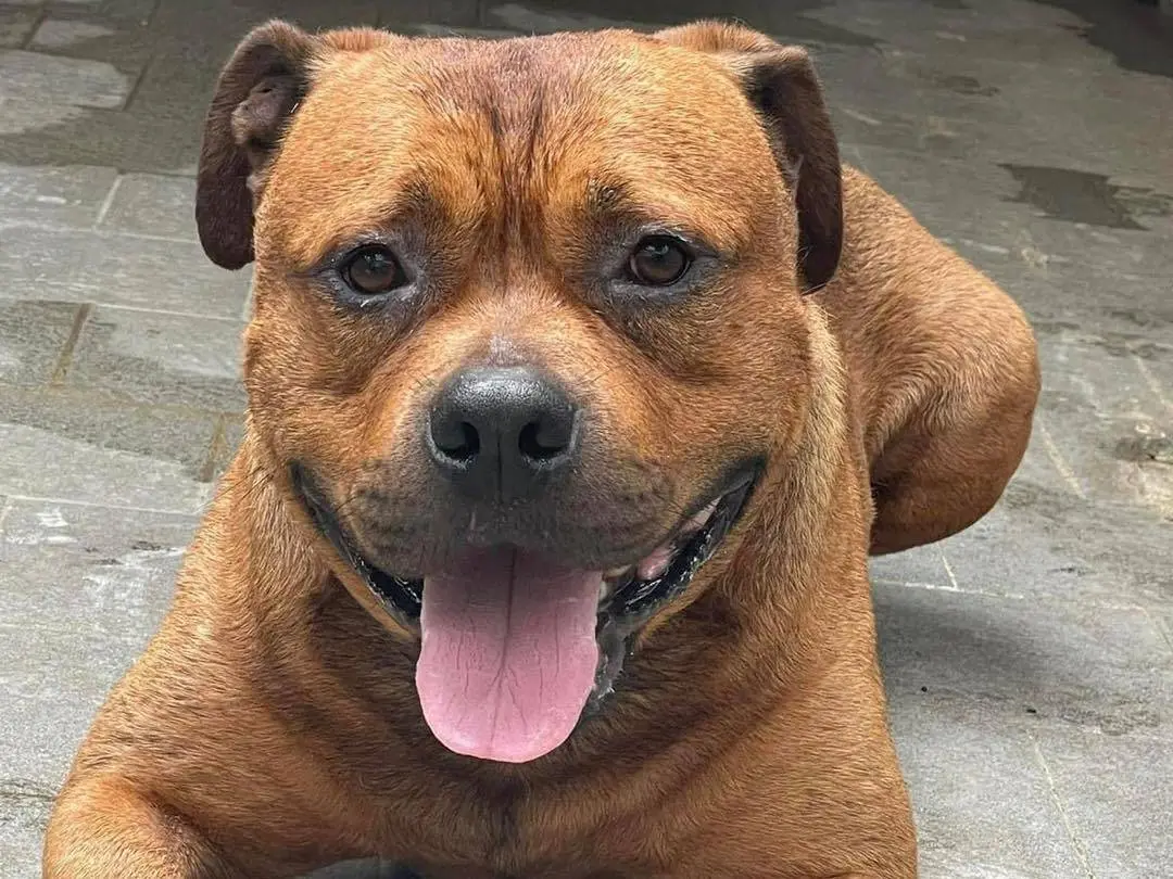 Adozione cane, maschio, Pitbull Razza sconosciuta, 7 anni e 9 mesi, taglia gigante, Bergamo