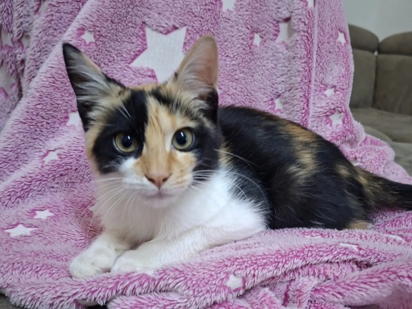 Adozione gatto, femmina, Razza sconosciuta Razza sconosciuta, 3 mesi, taglia non valida, Siracusa