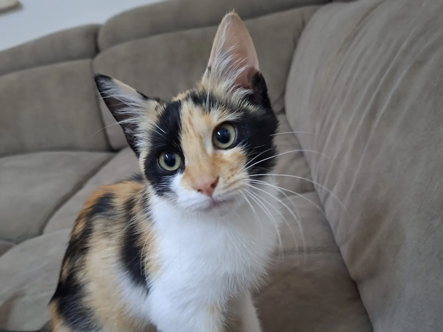 Adotta un gatto, femmina, 3 mesi, Siracusa