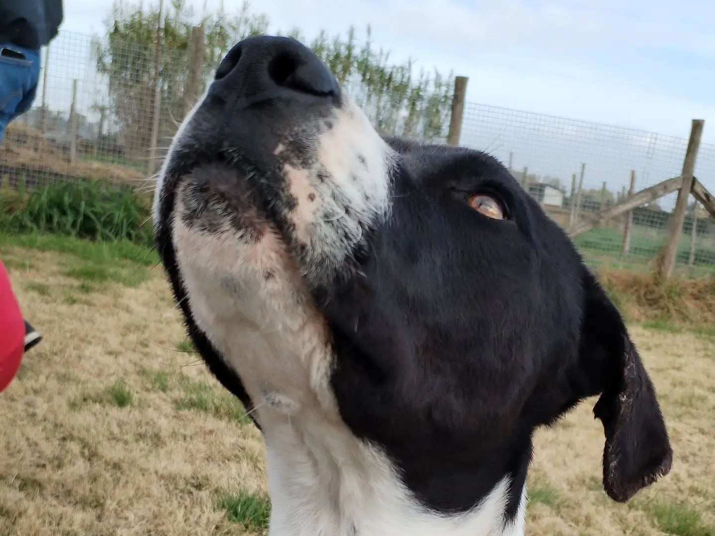 Adotta un cane, maschio, 4 anni e 9 mesi, Latina