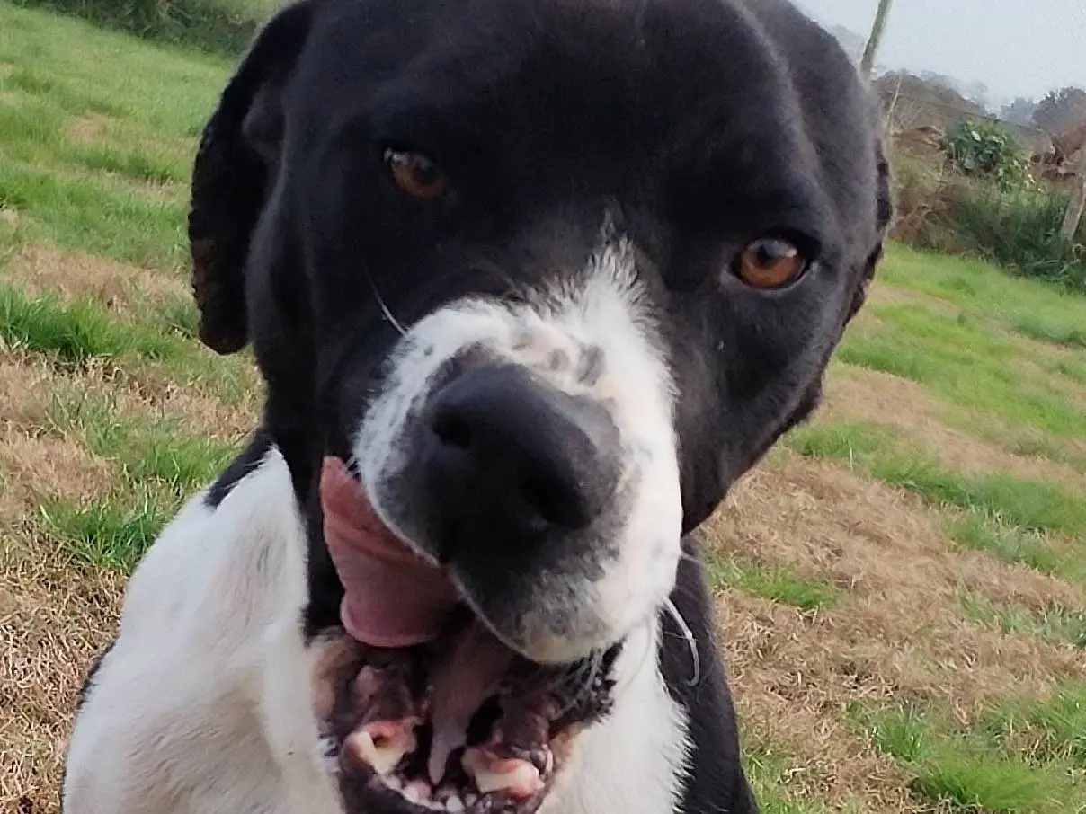 Adozione cane, maschio, meticcio, 4 anni e 9 mesi, taglia media, Latina