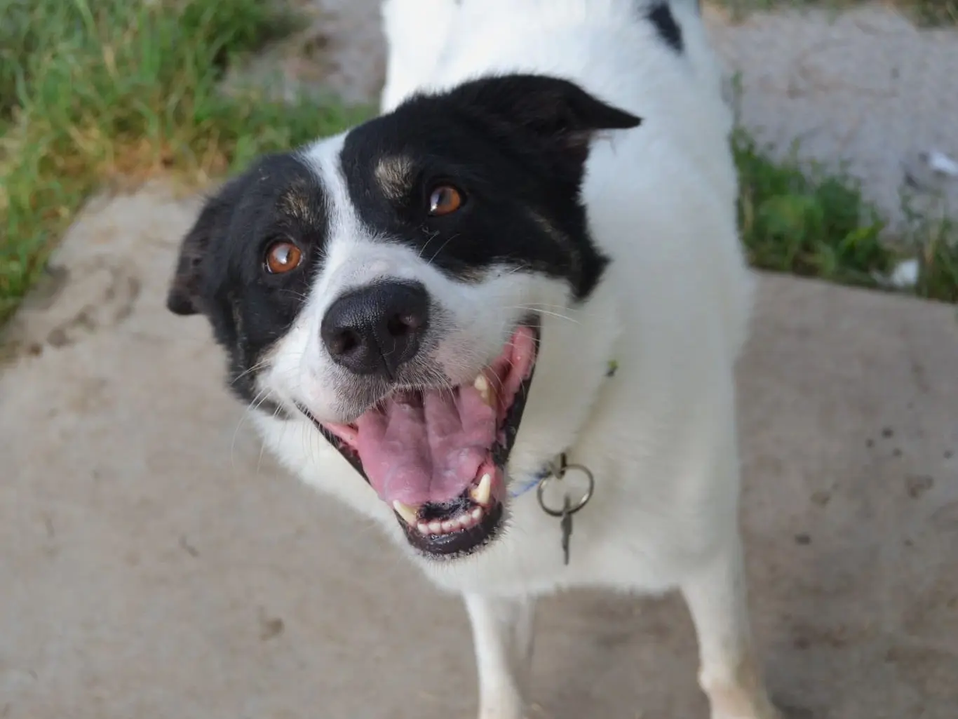 Adotta un cane, maschio, 6 anni e 5 mesi, Pavia