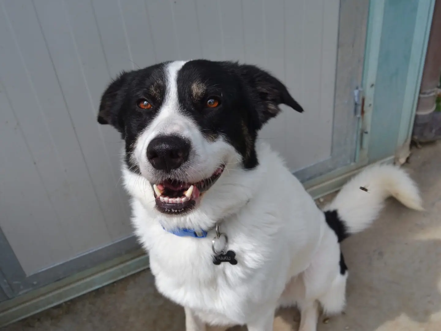 Adozione cane, maschio, Razza sconosciuta Razza sconosciuta, 6 anni e 5 mesi, taglia media, Pavia