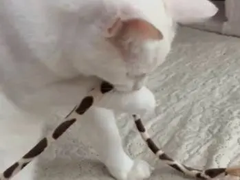 Adotta il gatto BIANCA a Firenze