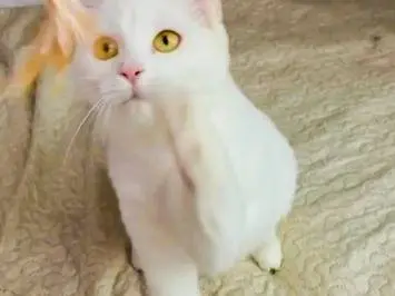 Vuoi adottare un gatto a Firenze?