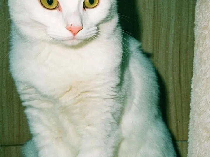 Adotta un gatto, taglia non valida, femmina, Firenze