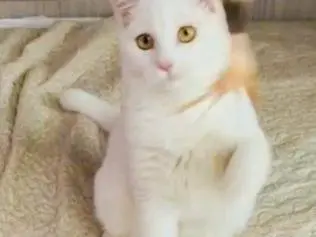 Adotta un gatto, femmina, 5 mesi, Firenze
