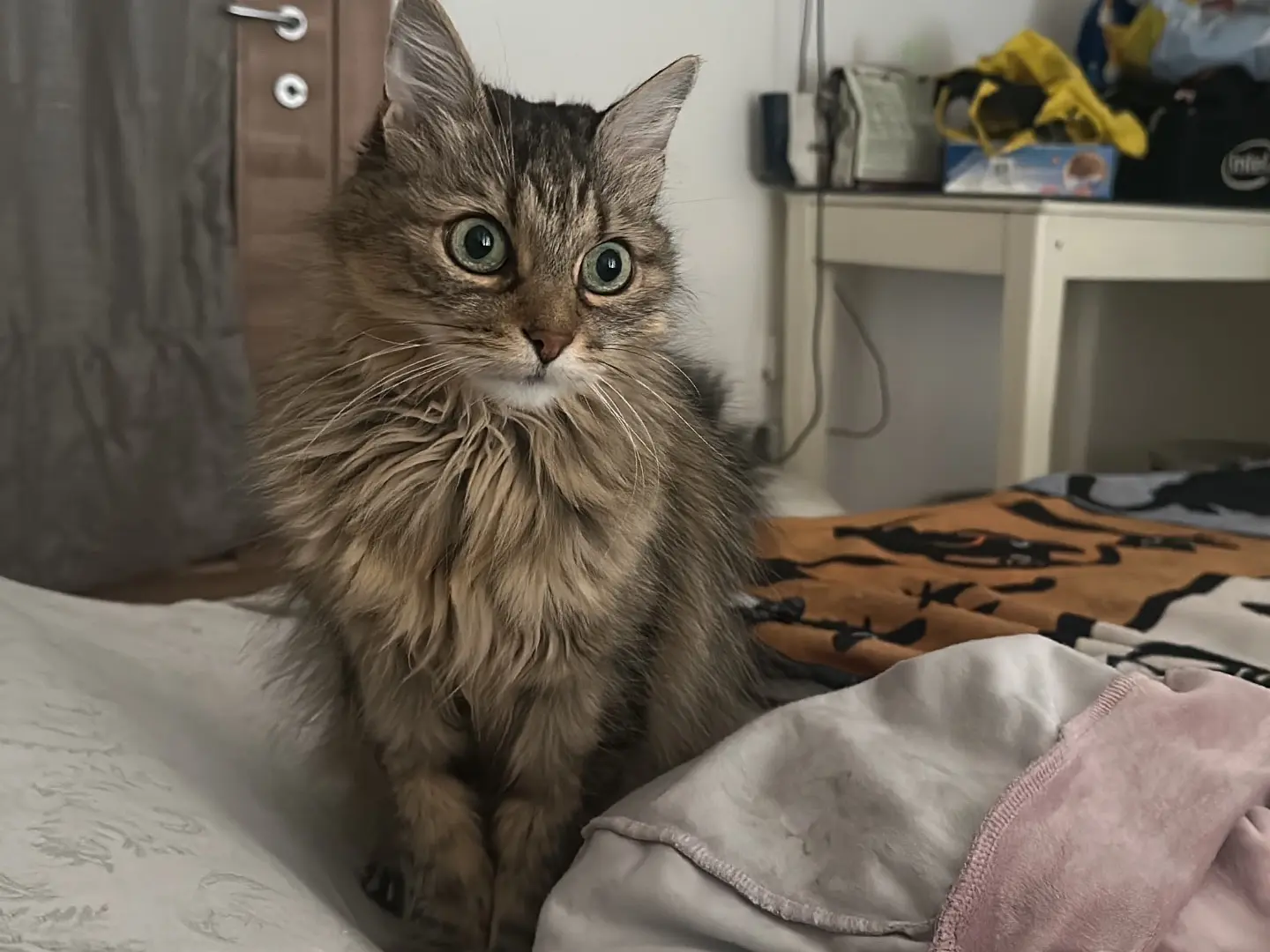 Adozione gatto, femmina, Razza sconosciuta Razza sconosciuta, 17 anni e 2 mesi, taglia non valida, Torino