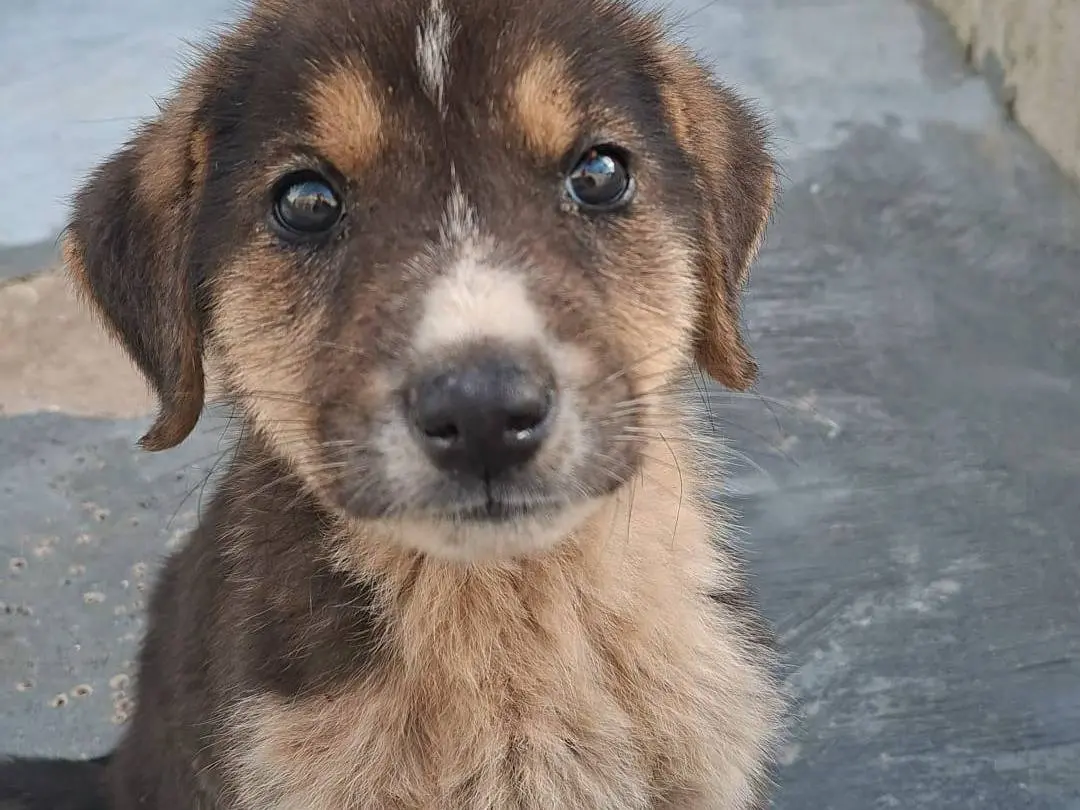 Adotta un cane, maschio, 3 mesi, Bari