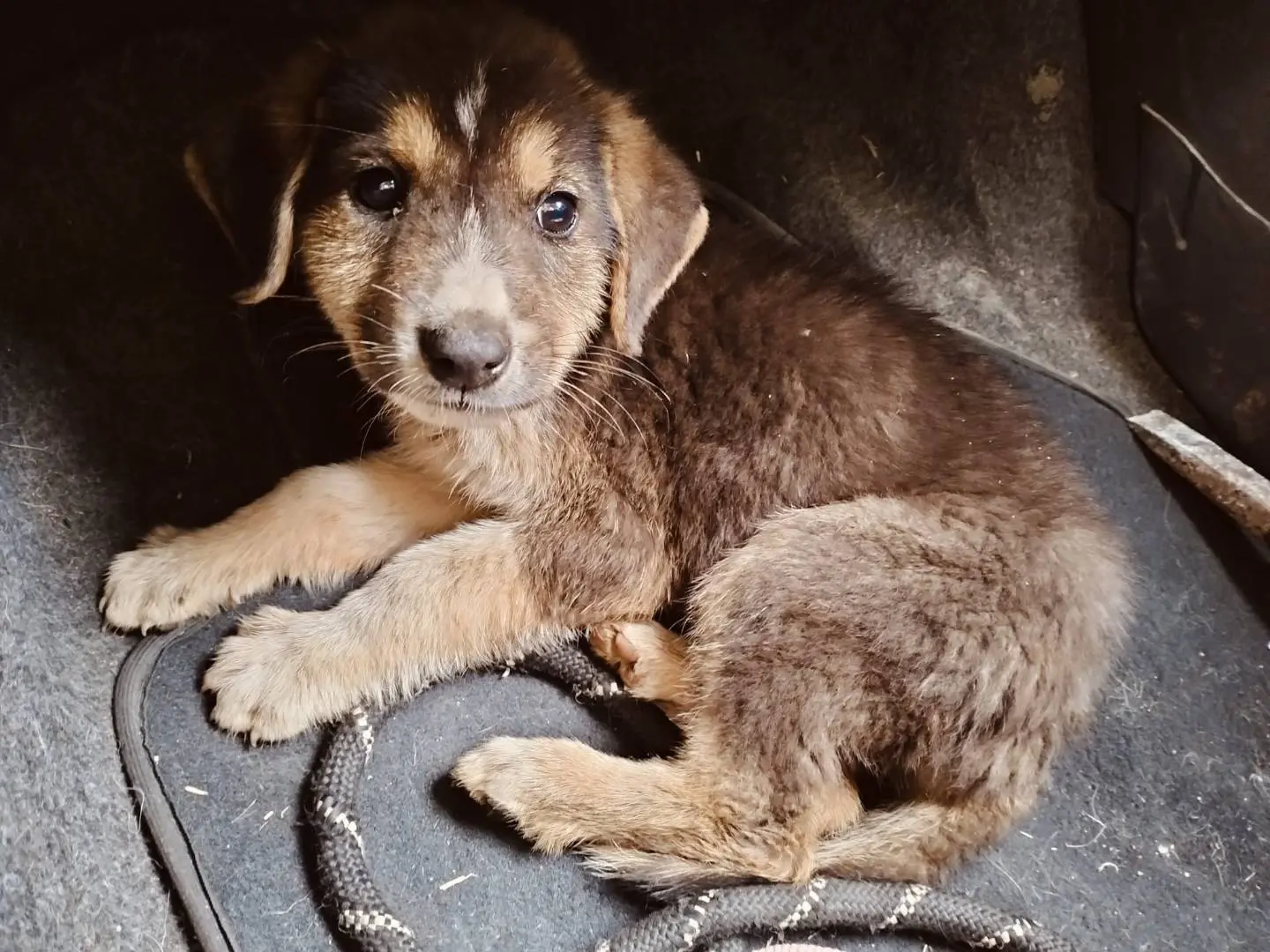 Adotta un cane, taglia media, maschio, Bari