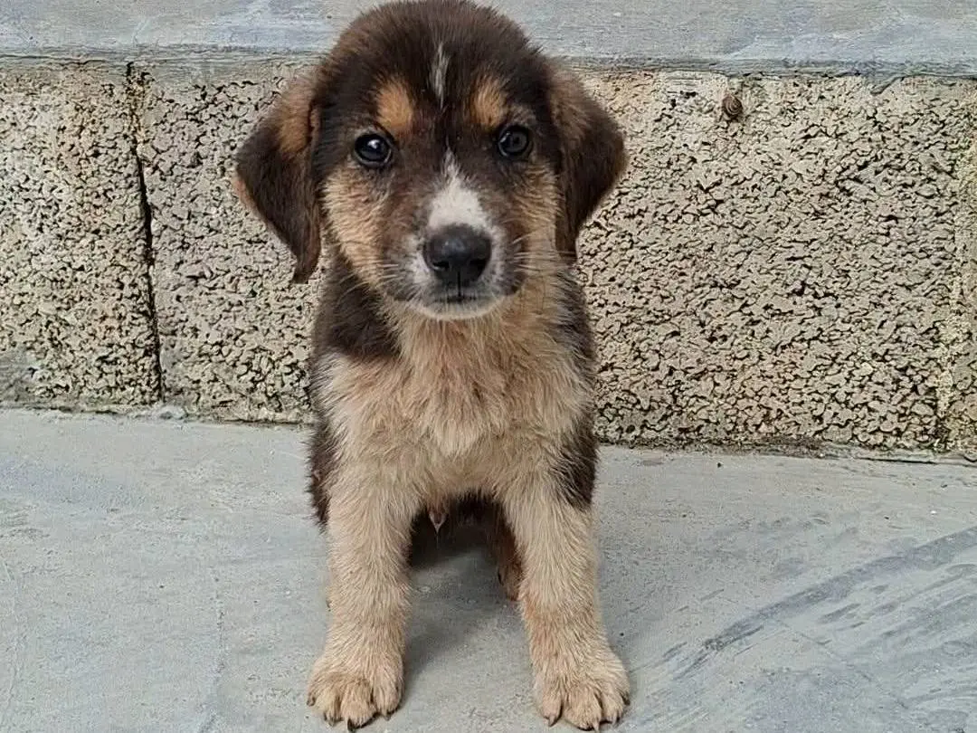 Adozione cane, maschio, Razza sconosciuta Razza sconosciuta, 3 mesi, taglia media, Bari