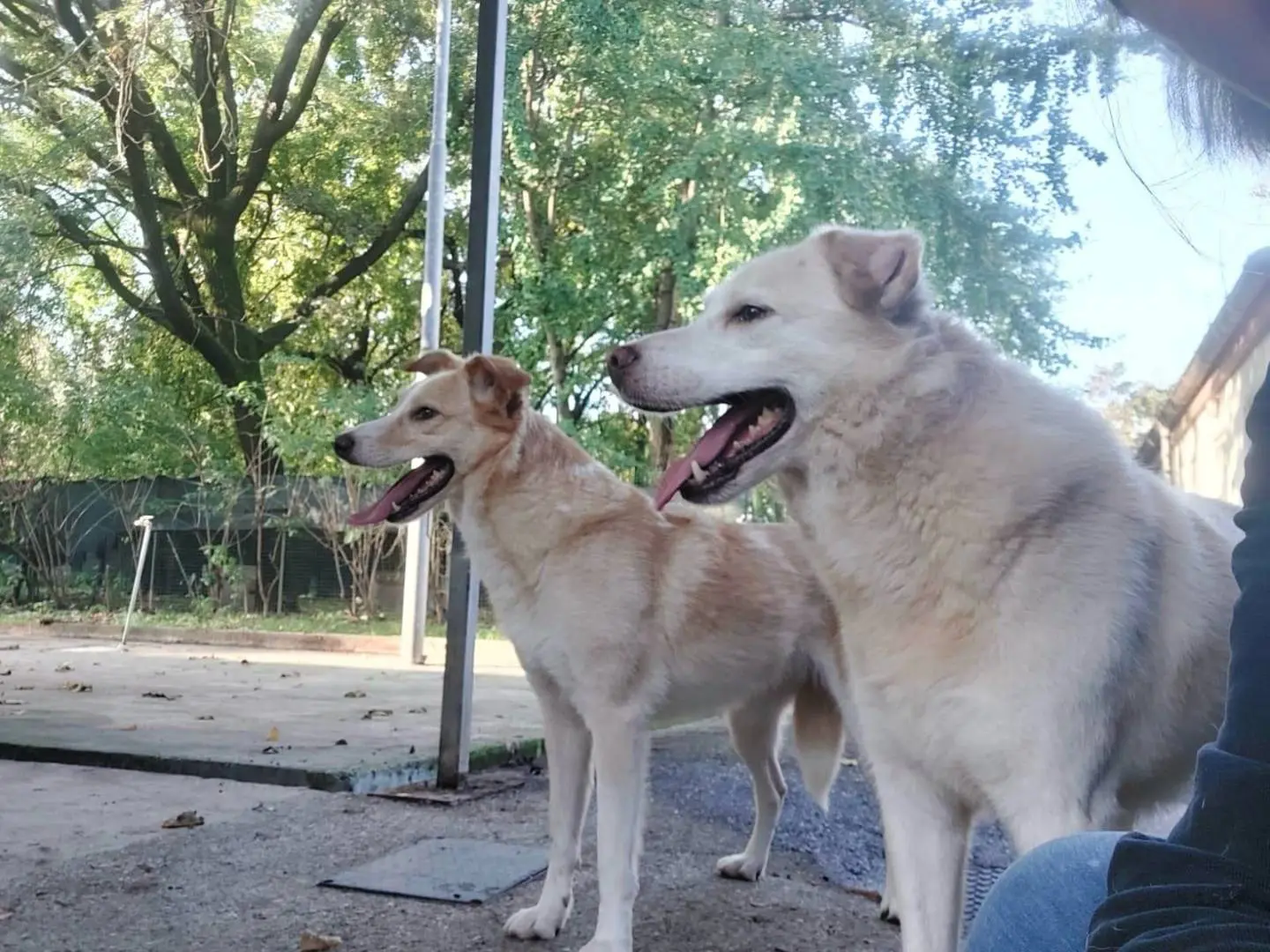 Adotta un cane, maschio, 8 anni e 1 mese, Cremona