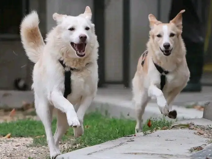 Adotta un cane, taglia media, maschio, Cremona