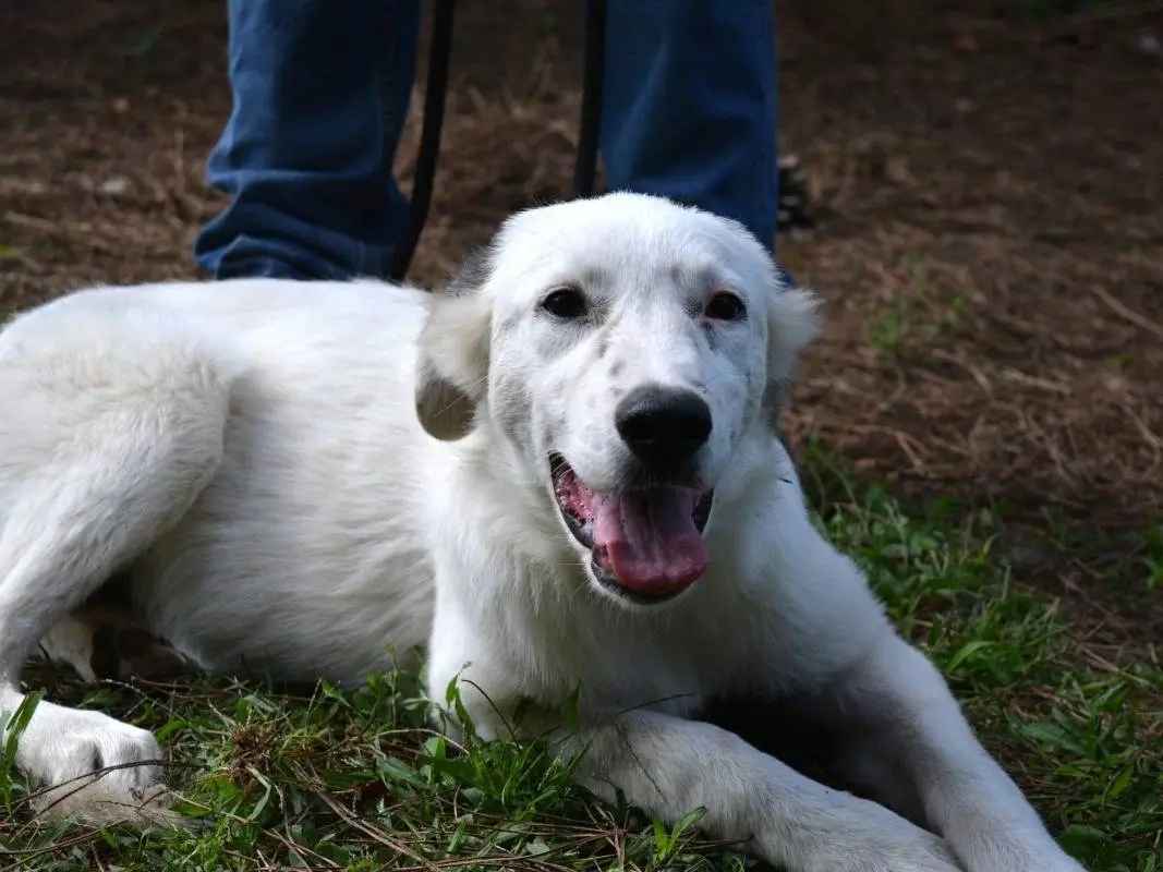 Adozione cane, femmina, Razza sconosciuta Razza sconosciuta, 7 mesi, taglia media, Roma