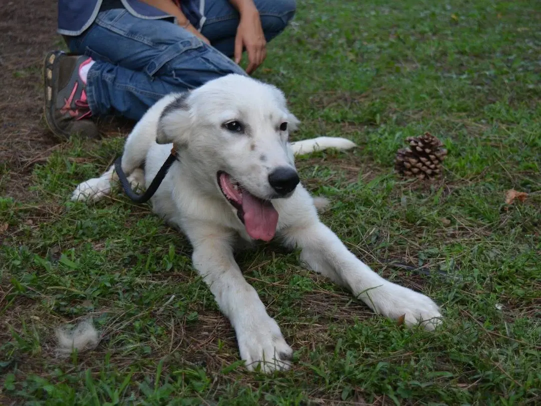 Adotta un cane, femmina, 7 mesi, Roma