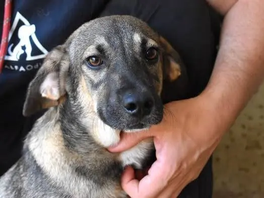 Adozione cane, maschio, Razza sconosciuta Razza sconosciuta, 4 mesi, taglia media, Roma