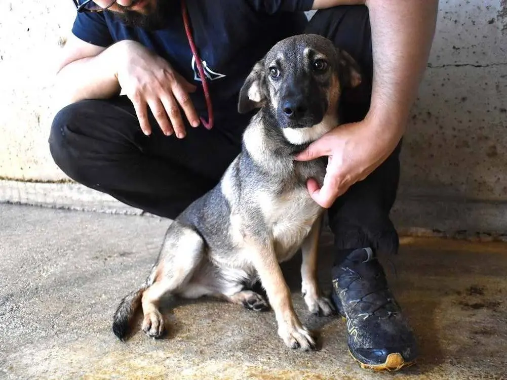 Adotta un cane, maschio, 4 mesi, Roma