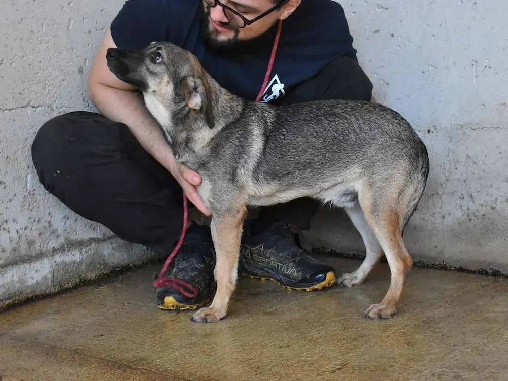 Adotta un cane, taglia media, maschio, Roma